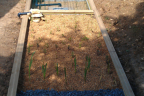 Le jardin est composé essentiellement de joncs, iris et roseaux