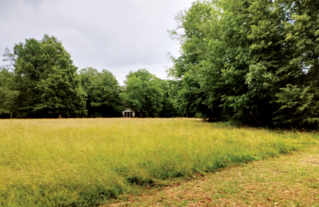 Au loin, le temple égyptien niché au fond d’une prairie haute. Entre biodiversité et préservation du patrimoine, où mettre le curseur ? | Action menée en 2023-2024