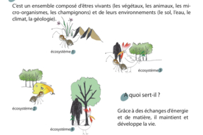 Fiche ecosysteme.jpeg