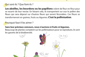 Fiche LES POLLINISATEURS.jpeg